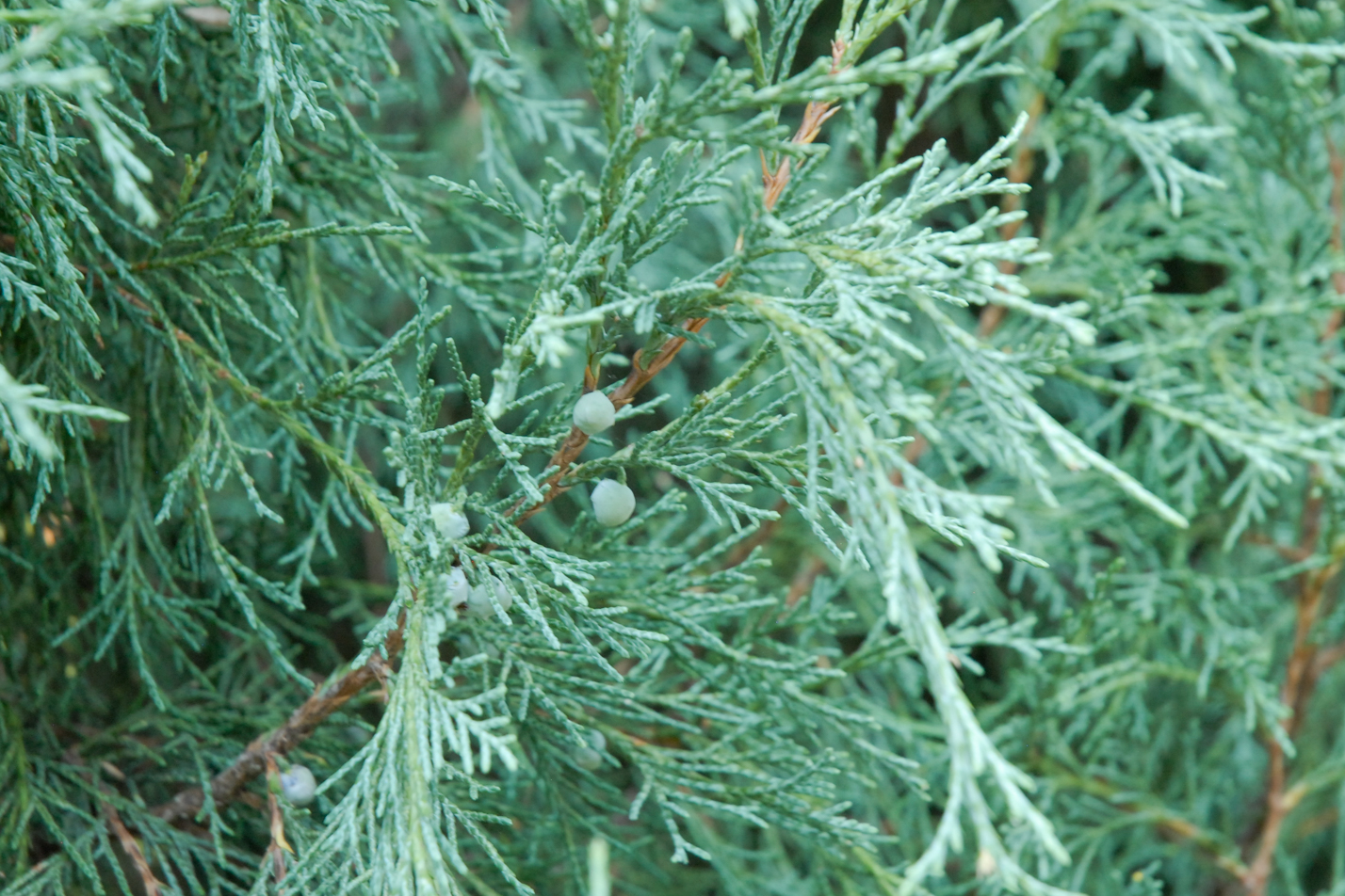 Gray Gleam Juniper